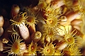 37 Parazoanthus axinellae